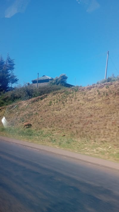 A small brown animal grazes on the side of a grassy hill next to a road. The hill slopes upwards, revealing a house partially hidden by trees and bushes. A power line pole stands at the hill's peak. The sky is clear blue. The scene is captured from a moving vehicle, with part of the dashboard visible in the lower portion of the frame.