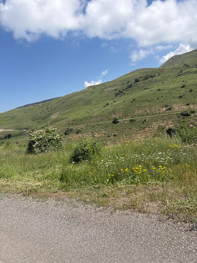 The image depicts a scenic view of a hillside covered in lush green grass, dotted with scattered bushes and trees. A narrow dirt road winds its way up the slope. In the foreground, a patch of wildflowers, including yellow and white varieties, blooms amidst tall green grass. A white flowering bush is prominently featured to the left of the frame. The sky above is a clear blue, with a few fluffy white clouds drifting by. In the distance, on the upper part of the hillside, a solar power station is visible. The overall impression is one of a serene, natural landscape, likely located in a rural or mountainous region. The presence of a road and a solar farm suggests human activity in the area, though no people are visible in the image. The lower edge of the image shows a gravelly surface, possibly a road or pathway.