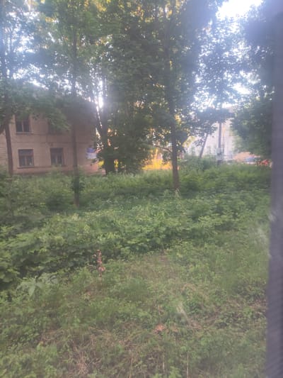This is a slightly overexposed, medium-wide shot of an outdoor scene in Furmanov, Russia, likely taken in the late afternoon or early evening as indicated by the warm sunlight filtering through the trees. The foreground is filled with dense, lush green undergrowth and tall grasses, some of which appear dry and brown. A single, slender stalk with small pinkish-brown flower buds stands out amongst the greenery.
In the middle ground, partially obscured by the foliage, is a light-colored brick building with dark-framed windows. The building appears to be residential or institutional, with a few windows visible on its facade. Trees with full green canopies dominate the background, with sunlight streaming through their leaves, creating a dappled effect and lens flare.
Further in the background, beyond the trees and foliage, hints of other structures and a bright orange pile, possibly construction material, can be seen. A red vehicle is partially visible to the right of the orange pile. The overall impression is one of a somewhat overgrown, natural area adjacent to a populated area. There is no discernible text in the image. The mood is peaceful and natural, with a hint of domesticity from the visible building.