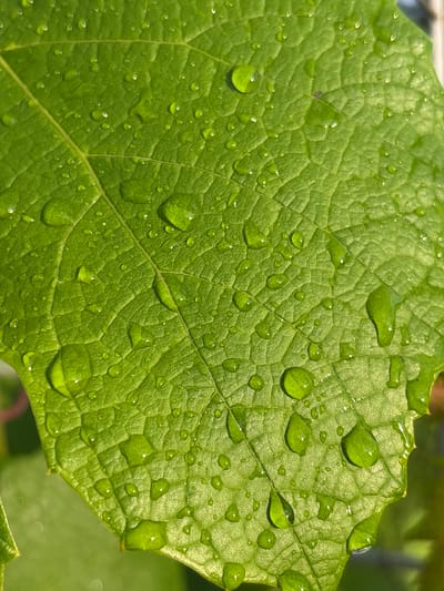 This is a close-up, macro photograph of a vibrant green leaf covered in numerous water droplets. The leaf has a textured surface with prominent veins running through it, creating a raised, quilted pattern. The water droplets vary in size, from tiny specks to larger, more substantial beads. Many of these droplets are spherical, reflecting the light and appearing as bright, luminous orbs. Others are elongated or irregularly shaped, clinging to the surface of the leaf. The green color of the leaf is rich and saturated, suggesting it is healthy and possibly in a natural outdoor setting. The lighting indicates it is daytime, with sunlight glinting off the water, creating highlights and casting small shadows. The background is softly blurred, hinting at more foliage or a garden environment, with hints of green and possibly some brown from branches or soil. The overall impression is one of freshness and the beauty of nature after a rain or dew. There is no visible text in the image.