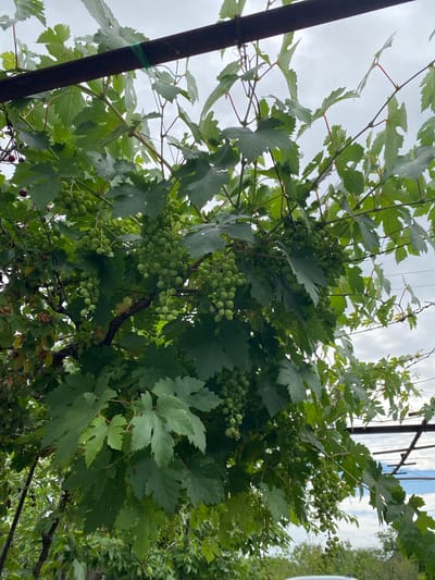 A low-angle, close-up shot captures a cluster of green grapes hanging from vines under a cloudy sky in Зыбинское сельское поселение, Ukraine. The grapes are still developing, with some clusters appearing dense and others more sparse. Lush green grape leaves, some showing minor imperfections like brown edges or holes, surround the fruit. A dark, horizontal metal beam, likely part of a trellis or arbor, spans across the upper portion of the frame, with green twine securing some of the vines to it. In the background, more foliage and the suggestion of a landscape are visible, with hints of blue sky peeking through the clouds. The scene appears to be outdoors, in a garden or vineyard setting.