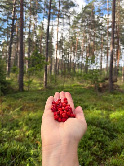 A person's left hand holds a pile of wild strawberries in the foreground, positioned in the lower center of the frame. The hand is open, palm up, and the strawberries are clustered on it. The background is a blurred forest scene with tall, slender trees and green undergrowth. The lighting suggests it is daytime, with sunlight filtering through the trees. The location is specified as the city of Mucenieki, Latvia.