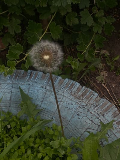 The image shows a close-up of a dandelion seed head in soft focus, positioned slightly to the left of center, against a backdrop of dark green foliage and brown soil. In the foreground, a portion of a weathered, cracked blue object, possibly an old tire rim or planter, with a ridged edge, is visible. Green leafy plants and grass are growing around and on the blue object. The scene appears to be outdoors, likely in a garden or natural area, given the presence of plants and soil. The lighting is dim, suggesting it might be evening or a heavily shaded area. There are no people or animals visible in the image.