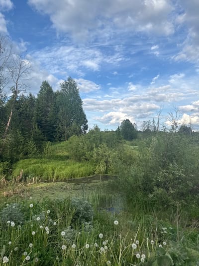 The image depicts a landscape scene, possibly a river or pond surrounded by dense green vegetation. The sky occupies the upper portion of the frame, featuring a mix of blue sky and scattered white clouds. Lush green trees and bushes line the edges of the water. In the foreground, there are tall grasses and white, fluffy dandelions. No people are visible in the scene. The specific location within Batmany, Russia, cannot be determined based solely on the image.