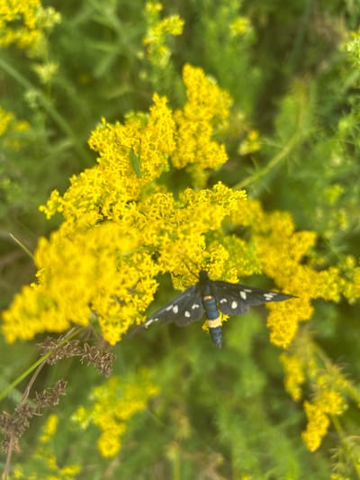 A black moth with white spots and a yellow and black striped abdomen rests on a cluster of bright yellow flowers. A small green insect, possibly a grasshopper, is perched on the flowers above the moth. The background is a blur of green foliage and more yellow flowers. The scene is set in a natural, outdoor environment.