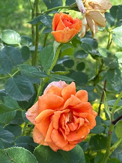 This is a close-up, eye-level photograph of two orange roses and one faded, dried rose among lush green foliage. The roses are in focus, with the larger, fully bloomed rose on the right showcasing delicate, layered petals. The smaller rosebud to the left is tightly furled, with hints of orange and pink. The dried rose, visible in the upper left, has a pale, withered appearance. The background is filled with the vibrant green leaves of the rose bush, creating a soft bokeh effect. The lighting suggests it is daytime, possibly late afternoon, with dappled sunlight filtering through the leaves. There are no people or text visible in the image. The scene is a natural outdoor setting, likely a garden in Izobilnyy, Russia, as indicated by the location context. The overall impression is one of natural beauty, with a contrast between fresh blooms and the transient nature of flowers.