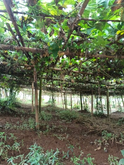 A natural tunnel structure with wooden beams supported by vertical poles is overrun with dense greenery. Leaves and vines intertwine overhead, creating a shadowy canopy above bare earth. Scattered plants sprout from the soil below, adding to the overall wildness. The structure provides shade in what appears to be a garden or farm setting.