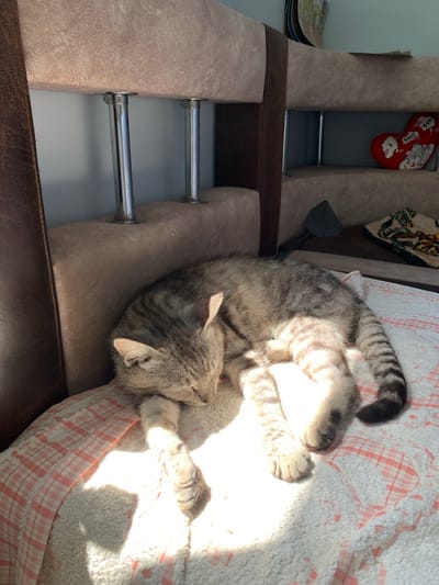 In Zamostia, Ukraine, a tabby cat is captured in a state of relaxed repose. The cat is curled up on a soft, checkered blanket bathed in a warm ray of sunlight, suggesting a bright and clear day. Its fur displays the characteristic stripes of its breed, and its paws are delicately extended. The setting appears to be indoors, possibly a living room or bedroom, with a glimpse of a cushioned armchair and metallic support structures visible in the background, hinting at a comfortable domestic environment. A red stocking with white cartoon characters and the word "love" is also visible, suggesting a festive or sentimental decoration. The overall impression is one of peacefulness and domesticity, with the natural light enhancing the cozy atmosphere. There is no discernible text apart from the word "love" on the stocking.