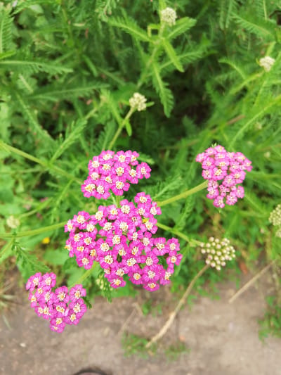 In the city of Zhambyl rural district, Kazakhstan, a close-up shot captures a cluster of bright pink yarrow flowers in bloom, interspersed with small white flower buds. The flowers are densely packed in flat-topped clusters, each individual floret exhibiting delicate pink petals and a yellow center. The background is a blur of feathery green foliage, characteristic of yarrow plants, with hints of dry, sandy ground and a light-colored pathway visible in the lower portion of the frame. The lighting suggests an overcast or softly lit day, contributing to the gentle overall appearance of the scene.
