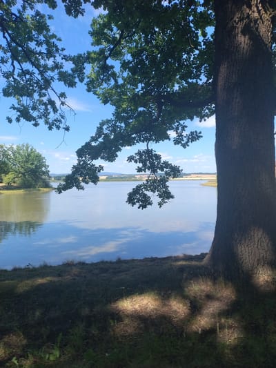The image depicts a serene natural scene by a body of water, likely a pond or small lake, in Plástovice, Czechia. The foreground is dominated by the thick, textured bark of a large tree on the right, casting dappled shadows on the grassy ground beneath. Overhanging branches of this tree, adorned with green leaves, extend into the frame from the upper right. On the left side, more branches with leaves create a canopy effect against a bright blue sky with scattered white clouds.
The middle ground features a calm body of water reflecting the sky and surrounding trees. The water's surface is mostly smooth, with subtle ripples indicating a gentle breeze. Along the far bank of the water, dense green trees are visible, with a suggestion of cultivated fields and distant hills in the background. The overall impression is one of tranquility and natural beauty. There are no people or animals visible in the frame. The lighting suggests it is a sunny day, likely during the warmer months.