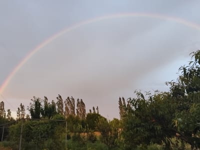 The image depicts a pastoral scene with a prominent rainbow arching across a pale, cloudy sky. In the foreground, lush green foliage and trees create a dense canopy, with some taller, slender trees interspersed. The overall environment appears to be a rural or garden area, possibly on the outskirts of a settlement like Жаңы-Абад, Kyrgyzstan. There are no people or animals visible in the frame, and the focus is on the natural elements and the atmospheric phenomenon of the rainbow. The lighting suggests it might be after a rainfall or during twilight hours.
