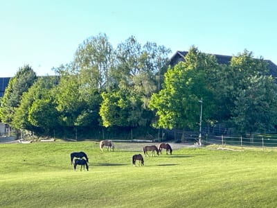 The image depicts a pastoral scene with six horses grazing in a sunlit green pasture. The horses are of various colors, including dark brown, black, and light brown. Two dark horses are positioned in the foreground, with one slightly behind the other. Further in the background, four lighter-colored horses are scattered across the field. The pasture is bordered by a line of lush green trees, with a rustic wooden building visible behind the trees on the right side of the image. The sky above is a clear, bright blue. The image appears to be taken in Lufingen, Switzerland, as indicated by the characteristic landscape of rolling hills and agricultural land common in the region.