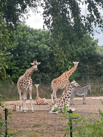 In the Beekse Bergen Safari Park in Hilvarenbeek, Netherlands, a group of giraffes and a zebra are observed in an outdoor enclosure. The foreground features a black metal fence with green foliage in front of it, partially obscuring the view. Behind the fence, the ground is sandy and dry, with sparse vegetation. Several giraffes are present; one adult giraffe stands tall on the left, facing slightly towards the viewer, with its head tilted. Another adult giraffe is positioned further back and to the right, appearing to reach for leaves from a tree. Two younger giraffes are also visible, one lying down in the middle ground with its head resting on the ground, and another standing behind the first adult giraffe, its head and neck visible. A zebra stands to the right of the giraffes, facing left. In the background, a dense line of trees forms a natural boundary, with the sky visible through gaps in the leaves. The overall lighting suggests an overcast day.