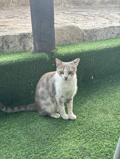 A domestic cat, exhibiting a grey tabby pattern on its back and tail and white fur on its chest and forelegs, is seated upright on a vibrant green artificial turf surface. The cat faces forward, its greenish-yellow eyes directed towards the viewer. Its right ear (viewer's left) appears slightly folded or notched at the tip. In the background, a dark, weathered wooden post stands vertically to the left, adjacent to a structured wall composed of large, irregular grey stone blocks. Above the stone wall, an indistinct lighter-colored, possibly paved, surface is visible. The scene is illuminated by natural light, suggesting an outdoor environment in the city of Dura, Palestinian Territory.