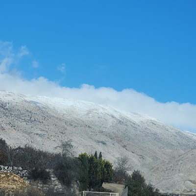 The image displays a snow-covered mountain landscape situated near Majdal Shams, Israel. The upper third of the frame shows a clear, bright blue sky with a distinct horizontal band of white stratocumulus clouds positioned just above the mountain peaks. Scattered smaller white clouds are visible higher in the sky. The central portion of the image is dominated by a large mountain range, its upper slopes and crests uniformly covered in white snow. Below the snowline, the mountain terrain appears rugged, sparsely vegetated, and predominantly light brown and grey, with scattered darker shrubs. The lower third of the image, forming the foreground, includes a stone retaining wall on the left. An assortment of vegetation is present, featuring both bare deciduous trees and bushes, alongside several dark green evergreen trees, some exhibiting a conical shape. A white metal fence is centrally located in the lower foreground, bordering a dirt or gravel path that curves slightly to the right. No individuals or discernible activities are observed within the scene.