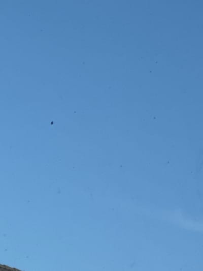 The image shows a clear blue sky with several small dark specks visible. The specks are scattered across the sky, with no discernible pattern. The sky appears to be daytime, and the lighting suggests it is a sunny day. The bottom of the image shows a sliver of a light brown, textured surface, possibly a hillside or a building. The image was taken in Moelv, Norway.