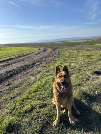 A German Shepherd dog, predominantly tan and black, is depicted seated on green grass in the foreground. The dog faces forward with its mouth open and tongue extended, and its ears are erect. A metal chain collar is visible around its neck. To the left, a dirt path with visible tire tracks curves into the midground. Beyond the path, the landscape consists of fields, some covered with green vegetation and others with tilled earth. A body of water is visible in the midground, with a line of trees and distant hills or mountains beyond it. The sky is clear blue with sparse clouds and a single aircraft contrail in the upper left quadrant. The scene is illuminated by natural light, casting a shadow from the dog towards the lower right. The image captures an outdoor rural environment in Krumovo Gradishte, Bulgaria.