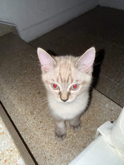 A young cat with light-colored fur and distinct tabby markings on its head and back is captured in an overhead shot. The cat has prominent, bright red eyes, likely due to a flash reflecting off its pupils. It is positioned on a textured, speckled floor that appears to be part of an outdoor stairway or pathway. To the left, a grey, rough-textured wall is visible, and to the right, a white, cylindrical object with some peeling paint is present. The background consists of dark, tiled flooring and a dark wall, suggesting an outdoor setting. The image does not provide any explicit information about the city of Salach, Germany.