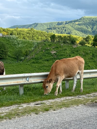 A light brown calf is grazing on grass next to a metal guardrail. In the background, a lush green hillside is covered in trees and undergrowth, with mountains in the distance under a cloudy sky. The calf is positioned in the foreground, with its head down, focused on eating. Another cow, partially visible on the left, has brown and white markings. The scene appears to be in a rural area, possibly in or near Верхняя Мара, Russia, given the mountainous landscape and vegetation.