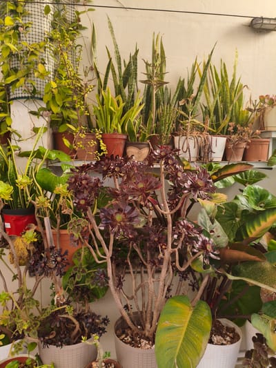 Iklin, Malta. A collection of potted plants are arranged on a shelf and on the ground against a light-colored wall. The plants include snake plants in terracotta pots, succulents with dark purple flowers in light-colored pots, climbing vines on a trellis, and broad-leafed plants.