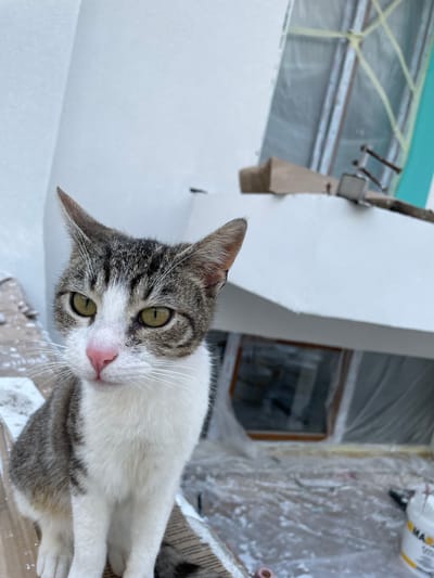 A cat with grey tabby markings and white fur is the central focus of an indoor photograph. The cat's head is angled towards the camera, with its eyes appearing green. The nose is pink. The background reveals a building undergoing renovation or painting, evidenced by the white paint and plastic sheeting covering windows. A metal fixture is attached to the building structure. The scene is situated in Skala Potamias, Greece.