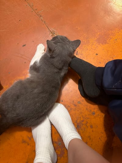 The image shows a top-down view of a gray and white kitten biting the ankle of a person wearing white socks. The person is also wearing dark blue pants. The kitten is lying on an orange, textured floor. The scene appears to be indoors, possibly in a home. There are no identifiable landmarks or specific environmental features that would allow for a precise location within the city of Чайковская, Russia.