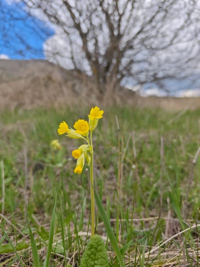 A close-up photograph shows a single yellow cowslip flower, identifiable by its clustered yellow blooms atop a slender stem and a textured, green basal leaf. The flower is situated amidst a grassy field, interspersed with taller blades of grass and dormant vegetation. Behind the flower, the background shows a blurred landscape, including a hillside, a tree with bare branches silhouetted against the sky, and patches of blue sky visible through the branches. Given the provided location of Etoka, Russia, the scene likely depicts a natural setting common in the region during the springtime. There are no people or structures depicted, focusing on the natural elements of the environment.