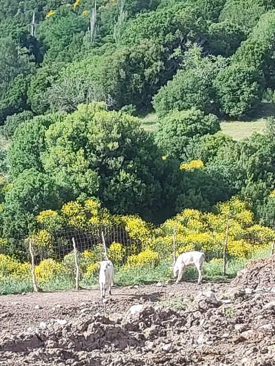 The image depicts a rural scene in the Egnatia Municipal Unit, Greece. In the foreground, a muddy, rocky area is visible with two white goats. One goat is standing and facing away from the camera, while the other is lowered to the ground, appearing to graze. Behind the goats, a wire fence runs horizontally across the frame, separating them from a dense area of bright yellow flowering bushes and green foliage. The background is dominated by a hillside covered in a variety of green trees and some lighter-colored, tall, slender plants, with more yellow flowers scattered among the trees higher up the slope. The overall impression is one of a natural, semi-wild environment.