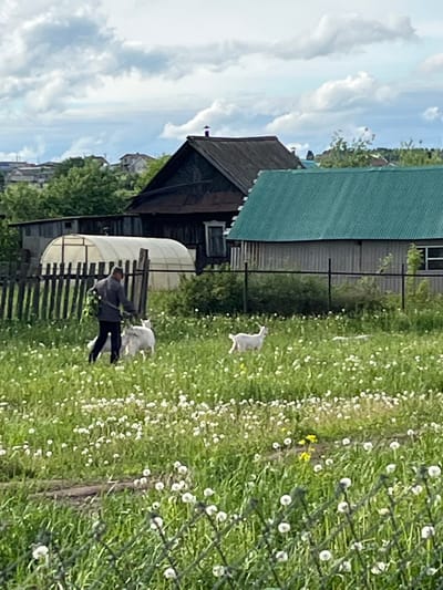 A medium shot oriented vertically captures a rural scene in Ludorvay, Russia. In the foreground, a person wearing a grey top and dark pants sits on a wooden bench. Two white goats are situated nearby in a field of green grass dotted with white wildflowers, also featuring yellow patches. The background includes a weathered wooden structure with a brown roof and a connected greenhouse covered in translucent material. Additionally, an adjacent building with a green roof and grey metal siding is visible. A blue sky filled with white clouds forms the upper left background. A wired fence runs through the right side of the image.