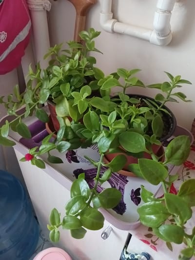 A medium shot captures a close-up view of several potted green plants with small, bright pink flowers. The plants are arranged on a white surface, likely a shelf or tabletop, with decorative elements visible. In the background, white pipes run along a light-colored wall, suggesting an indoor setting. The overall scene is illuminated with natural light, casting soft shadows.