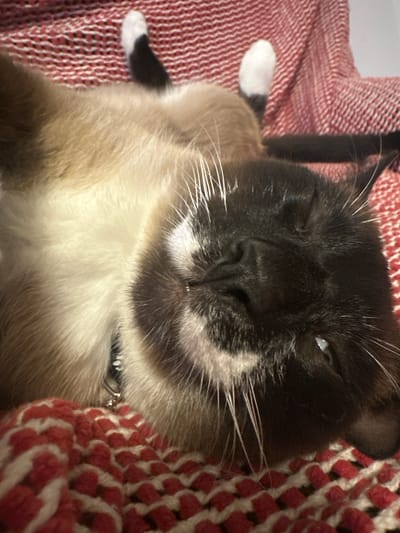 A close-up, head-on, low-angle shot captures a Siamese cat with dark brown points on its face, ears, and tail, lying on its back. The cat's fur is a mix of tan and white. Its eyes are partially closed, and its mouth is slightly open, revealing its tongue. One of the cat's hind legs is visible, with black and white fur. The cat is resting on a red and white patterned textile, likely a blanket or rug. The background consists of more of the same textile. There are no people present in the image. The scene is indoors, with no indication of the specific location within Thora, Australia.