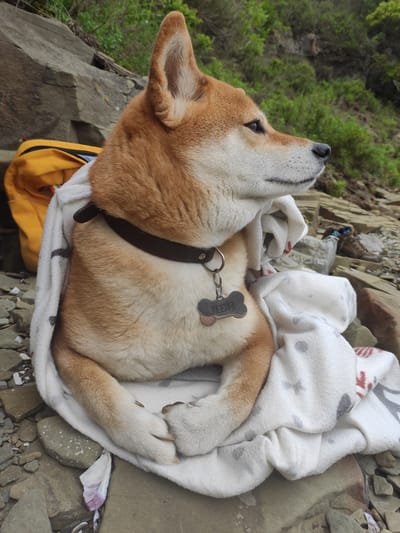 A Shiba Inu dog is wrapped in a white blanket with a patterned design and sits on a rocky shore, looking to the right. The dog wears a brown collar with a bone-shaped tag engraved with Cyrillic text. Behind the dog, a yellow backpack is partially visible. The background features a steep, rocky incline covered in green foliage. The location is identified as the coast of Russky Island, Russia.