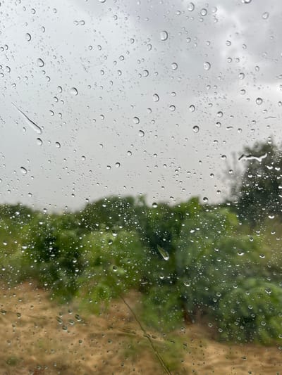 The image shows a close-up view of water droplets on a window pane, seen from inside. The droplets are of various sizes, some round and well-defined, others elongated and streaky, indicating the window might be tilted or the rain is falling at an angle. Through the droplets, a blurry background is visible. On the left side, the background is a pale, overcast sky. On the right side, there is a blurred view of green foliage, likely trees or bushes, suggesting an outdoor setting. Further to the right, the background becomes a more muted, earthy brown color, possibly indicating dry ground or vegetation. The overall impression is one of a rainy day. The light suggests it is daytime, likely overcast due to the appearance of the sky. There is no text visible in the image. The location context of Zlatina, Bulgaria, combined with the visual cues of foliage and sky, implies this scene is likely in or around that area on a rainy day. The image evokes a sense of quiet observation, perhaps a moment of pause looking out at the weather.