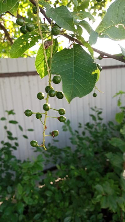 The image shows a cluster of small, green, round fruits hanging from a thin stem. The fruits are arranged in a raceme, with several berries at different stages of development. Some of the berries are clustered together, while others are more spread out. The leaves of the plant are dark green and have a serrated edge. The background of the image is blurred and out of focus, but it appears to be a garden or backyard. A white wooden fence can be seen behind the plant, and lush green foliage fills the lower part of the frame. The lighting suggests it is daytime, with sunlight filtering through the leaves, creating highlights and shadows. The overall impression is a close-up shot of a developing fruit-bearing plant.