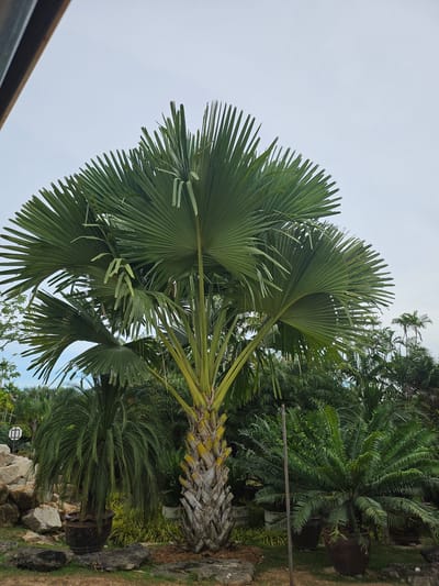 A medium shot captures a large palm tree with fan-shaped leaves and a textured trunk, situated outdoors in a garden setting. The tree is the central subject, with its lush green foliage dominating the upper half of the frame. Various other tropical plants and trees surround the main palm, creating a dense green background. Rocks are scattered on the ground in the foreground and mid-ground, some appearing as a natural rock formation to the left. Several large, dark brown pots, some containing plants, are visible among the rocks and foliage. A thin, dark pole stands vertically in the right-center of the frame. The sky above is overcast and light gray, suggesting a cloudy day. The scene appears to be in a botanical garden or a well-maintained outdoor space. The context of Na Chom Thian, Thailand, implies a warm, tropical climate. No people are present in the image.