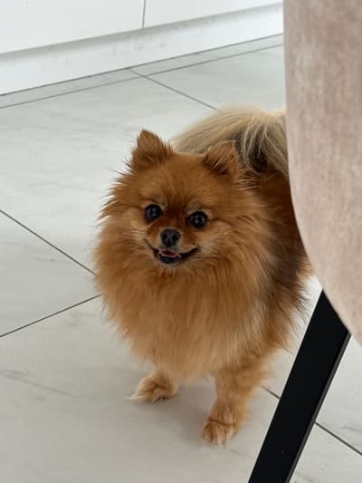 The image features a small, fluffy, brown-and-tan Pomeranian dog lying on a white, tiled floor. The dog is looking up at the camera with its tongue slightly sticking out. Part of a light-colored chair leg is visible in the upper left corner of the image, and a section of a black chair leg is visible in the upper right corner. The scene is indoors, possibly in a home. There is no information to suggest that the photo was taken in the city of Olginskaya, Russia.
