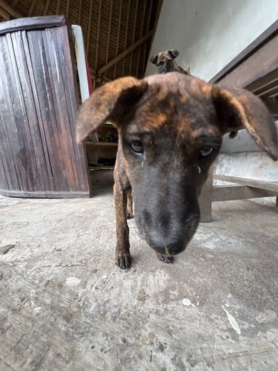 A brindle-colored dog with large, erect ears is the main subject, presented at a close-up, slightly askew angle. Its dark snout is prominent. The dog stands on a concrete surface speckled with light-colored spots. A wooden bench or platform with visible grain lines and a thatched roof are partially visible in the background. Another dog is visible in the background.