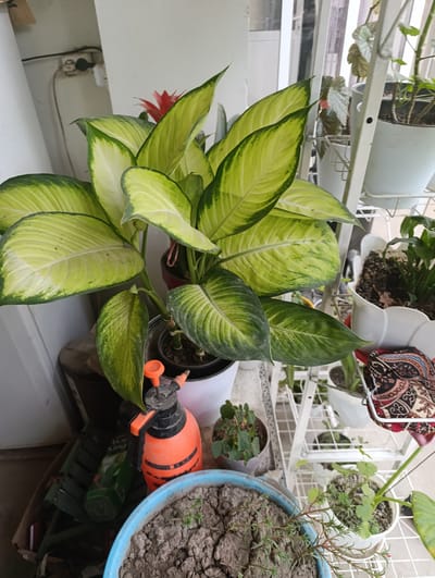 The image shows a collection of potted plants on a white metal shelving unit, possibly on a balcony or patio. The main subject is a large Dieffenbachia plant with broad, variegated leaves in shades of green and yellow. Other plants are visible on the shelves, including what appears to be a small bromeliad with a red flower peeking out from behind the Dieffenbachia. There are also other smaller potted plants with green foliage.
In the foreground, a bright orange spray bottle with a black nozzle is placed near a blue pot filled with dry soil and some sparse greenery. To the left of the spray bottle, there is a green bottle with some text on it, and a darker, partially obscured object that looks like a folded plant support or tray. A patterned cloth or fabric is draped over one of the shelves on the right.
The scene is likely set outdoors, given the presence of plants and the open shelving. The lighting suggests it might be daytime, possibly overcast or in a shaded area, as there are no harsh shadows. The overall impression is one of a domestic setting where plants are being cultivated. No people are visible in the image.
The text on the green bottle is partially legible and appears to read "Aloe Vera". The overall setting and the types of plants suggest a temperate climate. The location context provided is Keŋ-Say, Kyrgyzstan.