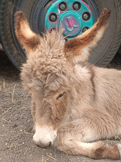 In Kottalapalli, India, a light brown, fluffy donkey is observed lying on dark, gravelly ground interspersed with dry straw. The animal rests on its left side, with its head resting on the ground and eyes partially closed. Its shaggy coat is uniformly light brown, featuring a lighter, greyish-white muzzle and subtle darker brown markings on the tips of its erect ears and along its back. Immediately behind the donkey's head and upper body, a portion of a vehicle's black rubber tire and a distinct turquoise metal wheel rim are visible. The rim contains six prominent silver lug nuts and is marked with a pink, stylized 'J' or hook graphic near its center.