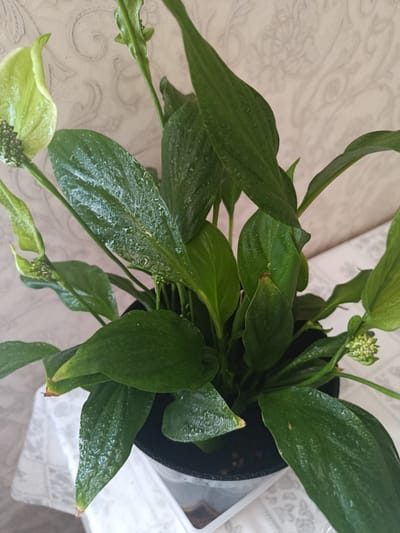 A potted plant, possibly a Peace Lily, with large, dark green, glossy leaves and one pale green spathe is positioned in the foreground, slightly to the left of center. The plant is in a dark pot, partially visible, and sits on a white tablecloth with a patterned design. The background is a textured, light-colored wall with a faint, swirling pattern. Water droplets are visible on the plant's leaves. The image appears to be taken indoors, likely in a home environment. The location is specified as Kentau, Kazakhstan.