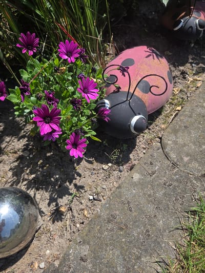 This image features garden decorations, specifically two ladybug-shaped ornaments and a chrome sphere, placed outdoors in a garden setting. The ladybug ornaments are positioned on the ground, one larger and pink with black spots and curly antenna, and another smaller, black one. In front of the larger ladybug, a cluster of vibrant purple daisy-like flowers is in bloom, surrounded by green foliage.

The scene is set in a garden with a pathway or border made of large, grey concrete stones. The ground is composed of dirt and small stones, with some dry grass and fallen leaves scattered around. The lighting suggests it is daytime, with bright sunlight casting distinct shadows of the plants and ornaments onto the ground, indicating a sunny day. The presence of blooming flowers and green leaves points to a season like spring or summer.

To the right of the image, a large, reflective chrome sphere adds a modern touch to the garden decor. The concrete stones and the dirt ground suggest an outdoor location, possibly a backyard or a park. The overall atmosphere is peaceful and suggests a well-maintained garden. There is no visible text in the image. The location is Dissen am Teutoburger Wald, Germany.