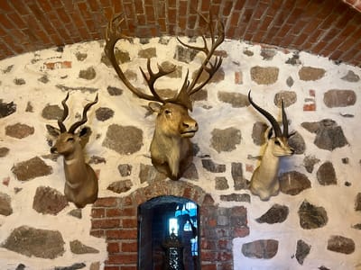 The image shows a wall decorated with three taxidermied animal heads. The wall is constructed of rough-hewn stones embedded in white plaster, with a red brick archway at the bottom center. Above the stone wall, a red brick arch curves upwards. The animal heads are mounted on the wall. From left to right, the first is a deer with spiraling horns. The middle is a larger deer with extensive, branched antlers. The third is another deer or antelope with long, curved horns. The overall impression is that of a rustic or historic interior, possibly a hunting lodge or a museum.
The image is taken inside the Trakai Island Castle in Trakai, Lithuania. This specific location is likely within one of the castle's chambers or exhibition halls, given the architectural style and the display of hunting trophies. The lighting suggests an indoor environment, possibly with natural light filtering in from windows or from an artificial source outside the frame.