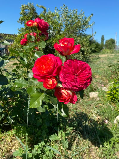 The image displays a close-up of a cluster of vibrant red roses in full bloom. The roses are varied in their stage of development, with some fully opened and others in bud. They are growing on a rose bush with lush green foliage, and the thorny stems are visible. The background suggests an outdoor setting, possibly a garden or yard, with green grass, some dry vegetation, and a hint of a fence on the left. Further in the background, there are trees and a clear blue sky, indicating a sunny day. The scene is located in the city of Besplemyanovskii, Russia. There are no people or animals present in the image. The lighting suggests natural daylight, with some shadows cast on the ground, indicating the sun is positioned to the right of the frame. The overall impression is one of a beautiful, natural setting with focus on the vivid color and texture of the roses.