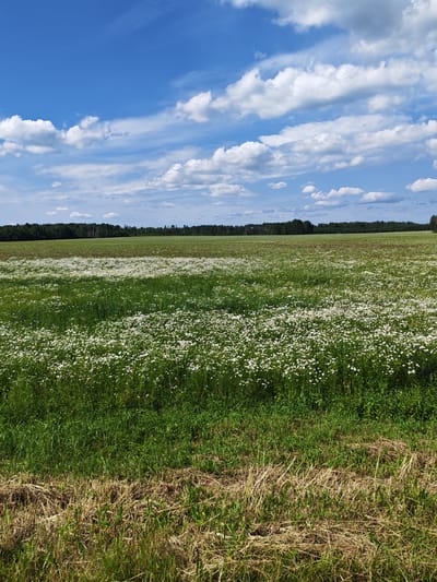 An outdoor, eye-level, full shot captures a vast field of white wildflowers under a bright blue sky dotted with fluffy white clouds. The foreground features a strip of dry, yellowed grass and stubble, transitioning into a lush green meadow densely populated with small white flowers, resembling daisies. The field extends towards a dense line of dark green trees that form the horizon, separating the field from the sky. The overall impression is one of a tranquil rural landscape on a sunny day.