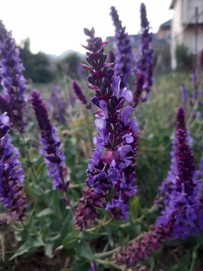 This is a close-up, vertically oriented photograph of purple flowers. The flowers are clustered on long spikes and have a delicate, layered appearance. Some of the petals are a lighter shade of purple, appearing almost translucent in places, while others are a deeper, richer hue. The background is softly blurred, showing hints of greenery and a hint of a building in the upper left corner. The overall impression is one of natural beauty, with the focus clearly on the intricate details of the flowering plants. The lighting suggests it might be daytime, possibly late afternoon or early morning, given the softness of the light. There are no people or discernible text in the image. The scene is likely outdoors, given the presence of plants and the natural light.