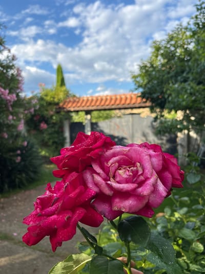 In the foreground, a cluster of lush pink and crimson roses, glistening with water droplets, commands attention. The roses are in full bloom, their petals soft and velvety, with delicate tinges of lighter pink towards the center of the largest bloom. Behind the roses, a pathway of light-colored gravel recedes into the background.
Further back, a rustic, orange-tiled roofline arches over a dark, wooden gate, hinting at a secluded courtyard or garden. The gate is flanked by lush green foliage and trees, creating a sense of enclosure and privacy. In the distance, a tall, slender cypress tree stands sentinel against a bright blue sky dotted with fluffy white clouds. The scene is bathed in natural sunlight, casting soft shadows and highlighting the vibrant colors of the flora. The overall impression is one of serene natural beauty, possibly in a residential garden setting within Polenitsa, Bulgaria, known for its picturesque landscapes and abundant flora.