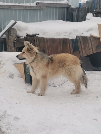 A medium-sized, shaggy-furred dog stands in profile on snow-covered ground in Старая Преображенка, Russia. The dog's coat is predominantly cream or light tan, with patches of greyish-brown fur visible on its shoulders, back, and tail. Its ears are upright and pointed, and it faces left, looking towards the left edge of the frame. A light-colored collar is visible around its neck, to which a metal chain is attached, extending downwards from its chest area.
In the immediate background to the left, a rudimentary structure, possibly a doghouse, constructed from light-colored wooden planks (some with a faint blue-green tint) is partially visible and covered in snow. Further back, a corrugated metal fence or wall, also topped with a significant layer of snow, extends across the mid-ground. Below the snow-covered corrugated metal, darker, possibly wooden or fabric, material is visible. To the right of the corrugated metal, rough wooden posts or planks are present, similarly covered with snow. The ground is entirely covered by a consistent layer of white snow. No human figures are present.
