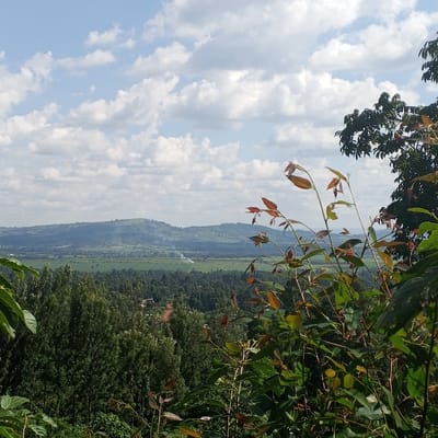 This image presents a panoramic daytime view of a rural landscape within Getenga ward, Kenya. The immediate foreground is occupied by blurred green and nascent reddish-brown foliage, partially obscuring the lower frame. The midground features a dense, verdant forest, interspersed with a discernible brown dirt road winding through it, and several small, clustered structures are visible within the tree line on the left. Beyond the forest, a broad, flat expanse of green agricultural fields is visible in the valley. Two distinct columns of white smoke emanate from this agricultural zone; one prominent plume rises centrally right, and a smaller, fainter plume is present further left. The distant background comprises undulating green hills beneath a sky with scattered white cumulus clouds. No individuals are present in the scene.