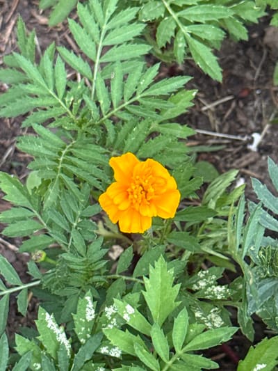 A single, vibrant orange marigold flower is in full bloom, centrally located against a backdrop of lush green, serrated leaves. The flower's petals are densely packed and form a rounded shape. The surrounding foliage is varied, with some leaves appearing healthy and vibrant, while others show signs of white spotting or powdery mildew, particularly towards the bottom of the frame. The ground beneath the plant is covered in dark soil and some organic debris. The image was taken outdoors, suggesting a garden or natural setting. The location is identified as Kołczewo, Poland.