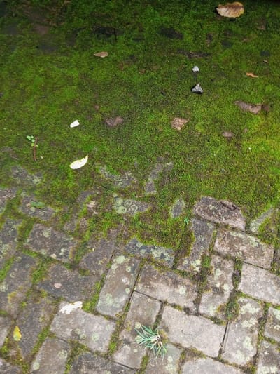 The scene depicts an outdoor ground surface in Kanand, India, observed from an overhead perspective. The upper approximately one-third of the frame is dominated by a dense, vibrant green moss layer. Within this moss, several dried leaves, varying in shades from brown to pale yellow/white, are scattered. A few small, slender green plant sprouts are also visible within the moss. The lower approximately two-thirds of the frame consists of grey rectangular paving stones arranged in a herringbone pattern. Green moss and lighter green lichen patches have colonized the joints between the stones and portions of the stone surfaces. A distinct cluster of green, grass-like vegetation emerges from a paver in the lower right quadrant. The transition between the solid moss cover and the paved area is irregular. No individuals, animals, or active interactions are present. The environment appears moist, fostering significant organic growth on both soil and paved surfaces.